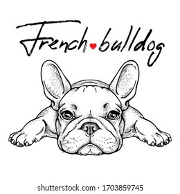 Cute french bulldog sketch. Vector illustration