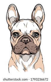 Cute french bulldog sketch. Vector illustration