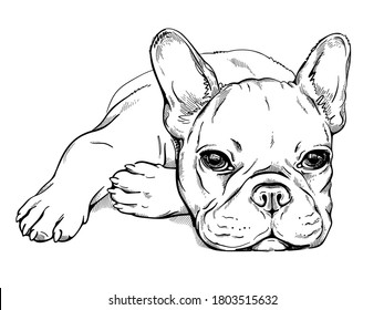 Cute French Bulldog Sketch. Vector Illustration