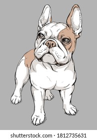 Cute french bulldog sketch. Vector illustration