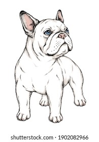 Cute French Bulldog Sketch. Vector Illustration