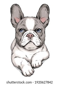 Cute french bulldog sketch. Vector illustration in hand-drawn style