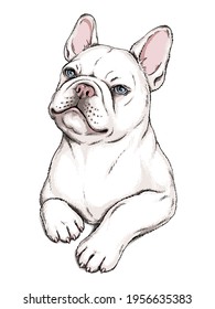 Cute french bulldog sketch. Vector illustration in hand-drawn style	