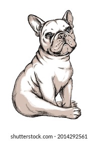 Cute French Bulldog Sketch. Vector Illustration In Hand-drawn Style	