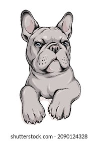 Cute French Bulldog Sketch. Vector Illustration In Hand-drawn Style