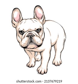 Cute French Bulldog Sketch Vector Illustration Stock Vector (Royalty ...