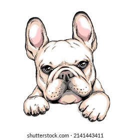 Cute french bulldog sketch. Vector illustration in hand-drawn style . Image for printing on any surface