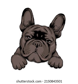 Cute French Bulldog Sketch Vector Illustration Stock Vector (Royalty ...