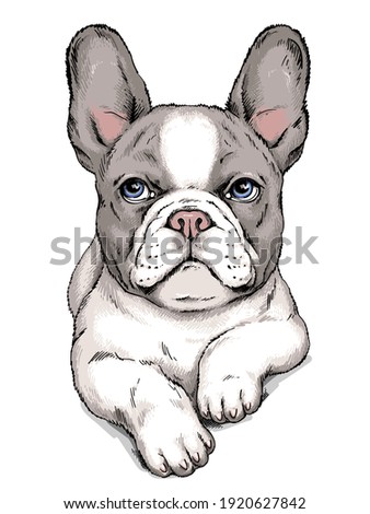 Cute french bulldog sketch. Vector illustration in hand-drawn style