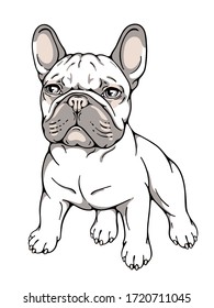 Cute French Bulldog Vector Illustration Stock Vector (Royalty Free ...