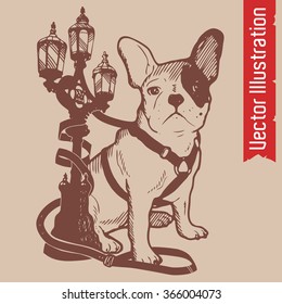 Cute French Bulldog. Vector Illustration