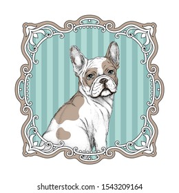 Cute french bulldog in a vintage frame. Retro style illustration.