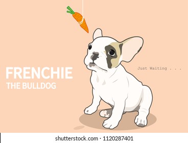 A cute French Bulldog is waiting for his favorite snack, CARROT! It seems like his owner wants to challenge his hungry mood. Waiting and just waiting...