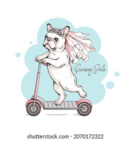 Cute French Bulldog In A Wedding Veil. Dog On A Scooter. Runaway Bride Illustration