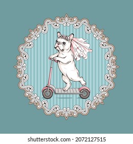 Cute French Bulldog In A Wedding Veil. Dog On A Scooter. Portrait In Vintage Frame. 	