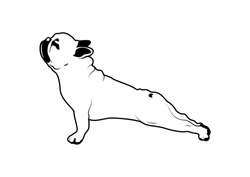 Aranyos Francia Bulldog Jóga Gyakorlat Fekete-fehér