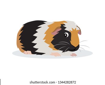 Cute friendly guinea pig icon isolated on white background, small fluffy rodent pet, vector illustration in flat style