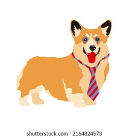 A cute friendly Welsh corgi puppy stands in a tie, smiling, sticking out his tongue, isolated on a white background. Pets, dog-themed design element in a flat style