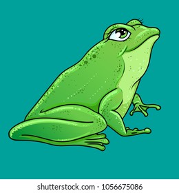 Cute frog, isolated detailed illustration on a monophonic background.