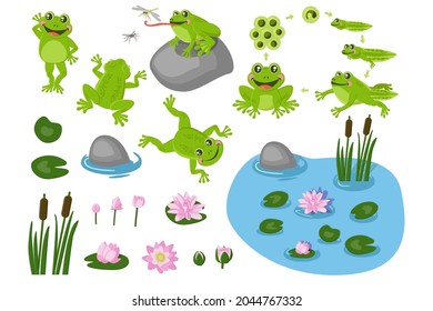 Cute frogs the pond