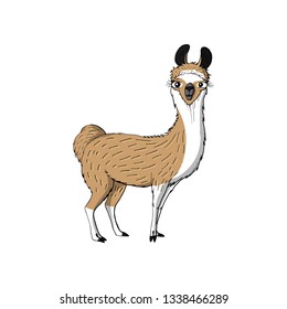 cute funny animal brown llama. isolated on white background.stock vector illustration.