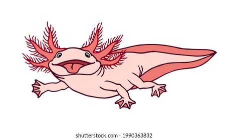 cute funny axolotl with red gills, shows pink tongue, amphibian animal, aquarium pet, color vector illustration with contour lines isolated on white background in cartoon and hand drawn style