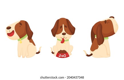 Cute funny beagle dog sleeping and walking set. Cute adorable pet animal in different poses cartoon vector illustration
