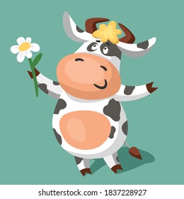 A cute funny black and white spotted cow is holding a daisy in his hands. Cartoon vector illustration
