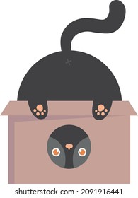 Cute funny cat in a box