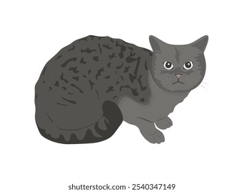 Lindo gato divertido sentado, vista lateral. Gatito moteado en estilo plano. Adorable gatito insatisfecho aislado sobre fondo blanco. Dibujado a mano de dibujos animados mascota o animal enojado. Ilustración vectorial plana de color