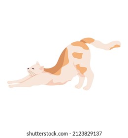 Cute and funny cat stretching itself leaning on front paws.