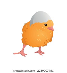Cute funny chick on white background