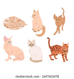Colección de diferentes razas de gatos. Ilustraciones vectoriales de encantadoras mascotas esponjosas