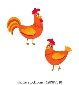 Cute and funny couple of farm rooster and hen, two chicken, cartoon vector illustration isolated on white background. Cute cartoon, comic style red and orange farm rooster, hen, chicken