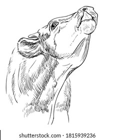 Cute funny cow head sketch hand drawn vector illustration isolated on white background. Engraving sketch illustration of bull for label, poster, print and design.