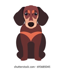 Cute funny dachshund dog sitting flat vector isolated on white background. Lovely purebred cartoon pet illustration for animal friends and companions concepts, pet shop ad