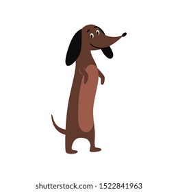 Cute funny dachshund or teckel puppy standing on hind legs flat cartoon vector illustration isolated on white background. Lovely dogs breed domestic animal for design.