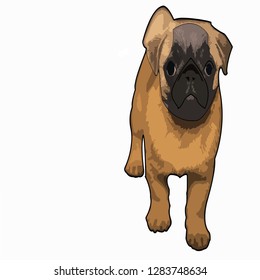 cute funny dog