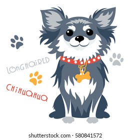 Cute funny dog black longhaired apple head Chihuahua breed sitting vector.