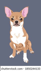 Cute, funny dog, Chihuahua puppy with expressive eyes