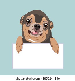 Cute, funny dog, Chihuahua puppy with expressive eyes