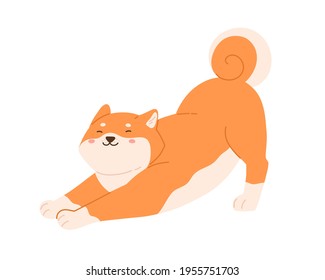 Cute funny dog of Shiba Inu breed stretching its body. Happy joyful adorable puppy. Colored flat vector illustration of kawaii Japanese Akita doggy isolated on white background.