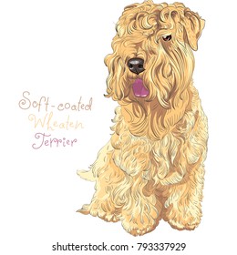 Cute funny dog Soft-coated Wheaten Terrier breed sitting vector