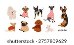 Cute funny dogs big sticker collection with corgi, dachshund, pug, poodle, chihuahua, yorkshire terrier and italian greyhound. Cartoon puppy characters vector set isolated