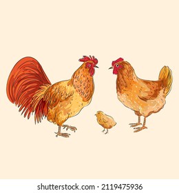 Cute and funny farm rooster, chicken,cock,cockerel,cartoon hand drawn vector illustration.