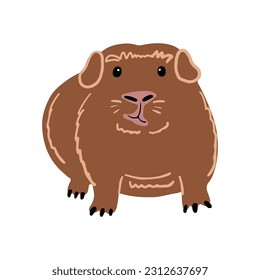 Cute funny fat guinea pig standing, front view. Vector illustration of a small pet. Rodent illustration.