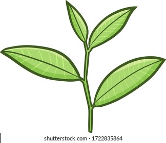 Cute and funny fresh tea leaves ready to be harvested