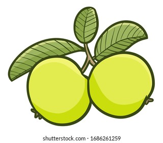 Cute and funny fresh two guava ready to eat