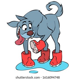 Cute funny gray dog in red boots standing in a puddle
