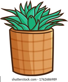 Cute and funny green succulent plant in a brown pot